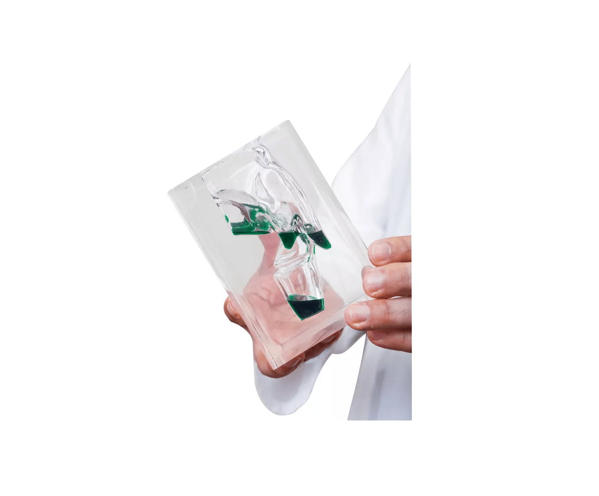 Transparentes Laryngopharynx Modell - Erler - Zimmer